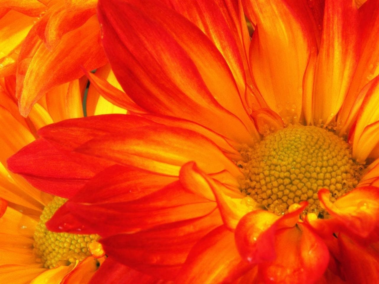 Flowers on Mousepad