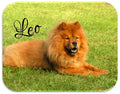 Custom Made Personalized Mousepad With Your Pets Photo